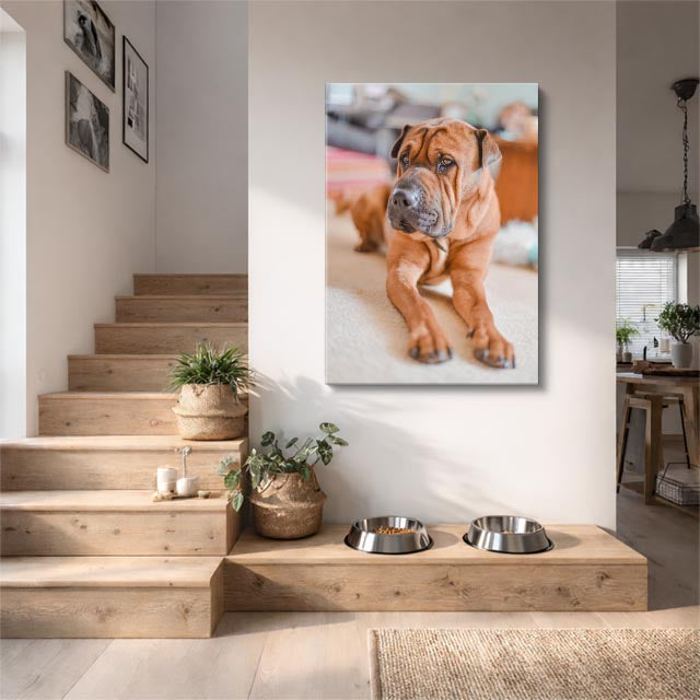 cuadro canvas mascotas shar pei sereno vertical