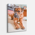 cuadro canvas mascotas shar pei sereno vertical