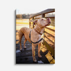 cuadro canvas mascotas vizsla del corral vertical