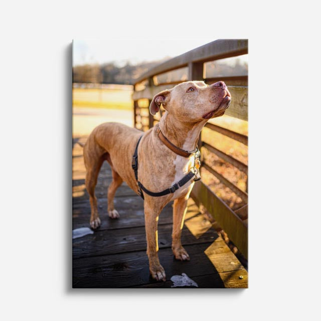 cuadro canvas mascotas vizsla del corral vertical