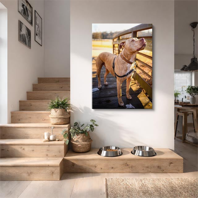 cuadro canvas mascotas vizsla del corral vertical
