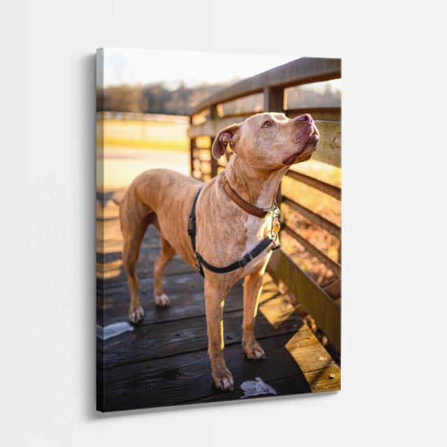 cuadro canvas mascotas vizsla del corral vertical