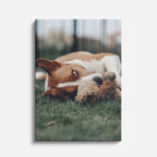 cuadro canvas mascotas sueño de beagle vertical