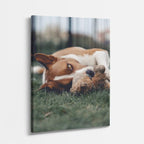 cuadro canvas mascotas sueño de beagle vertical