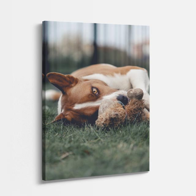 cuadro canvas mascotas sueño de beagle vertical