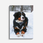 cuadro canvas mascotas bernés de nieve vertical