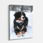 cuadro canvas mascotas bernés de nieve vertical