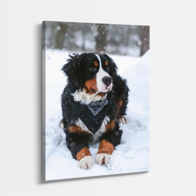 cuadro canvas mascotas bernés de nieve vertical