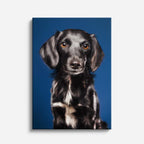 cuadro canvas mascotas teckel nocturno vertical
