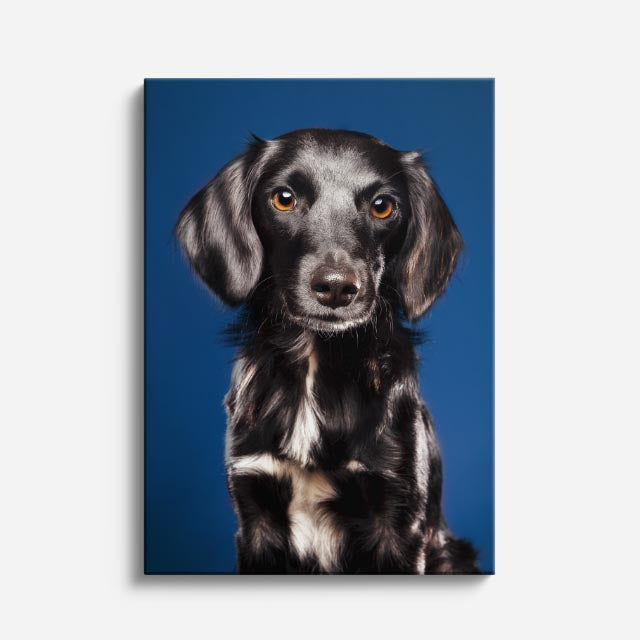 cuadro canvas mascotas teckel nocturno vertical