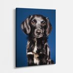 cuadro canvas mascotas teckel nocturno vertical