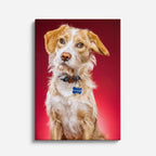 trovador canino