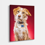 trovador canino