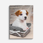 aprendiz terrier