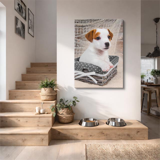 aprendiz terrier