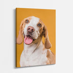 sonrisa del beagle