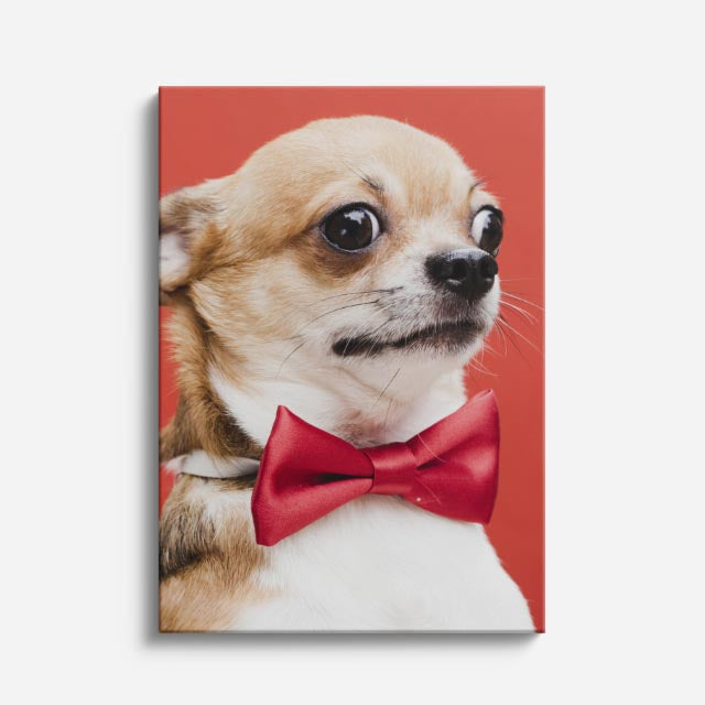 caballero chihuahua