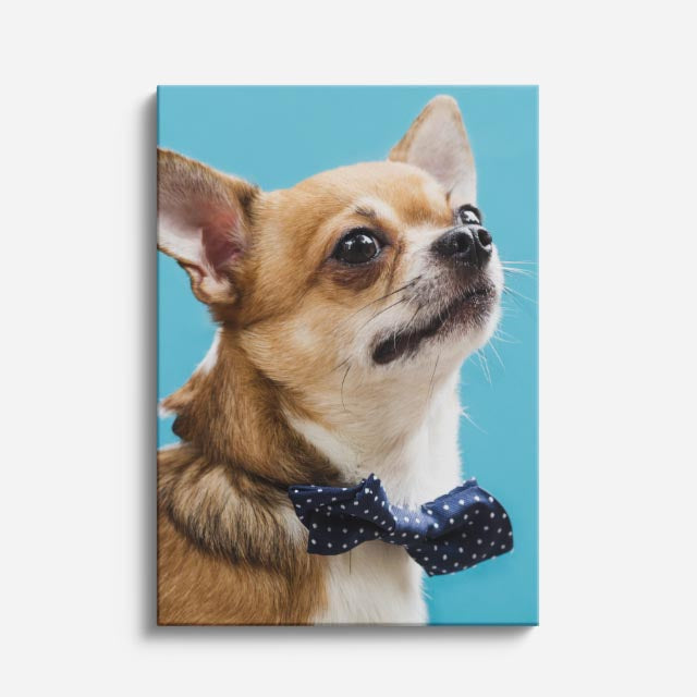 dandy chihuahua