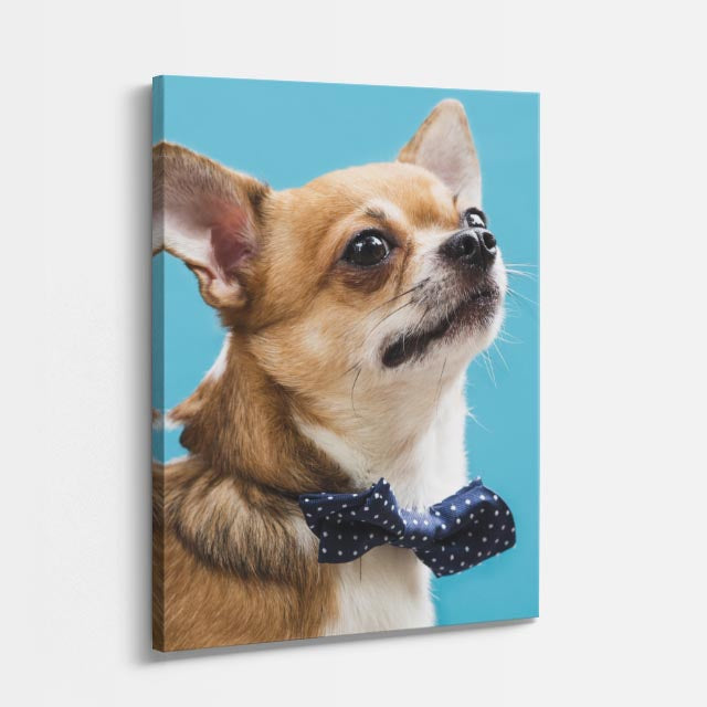 dandy chihuahua