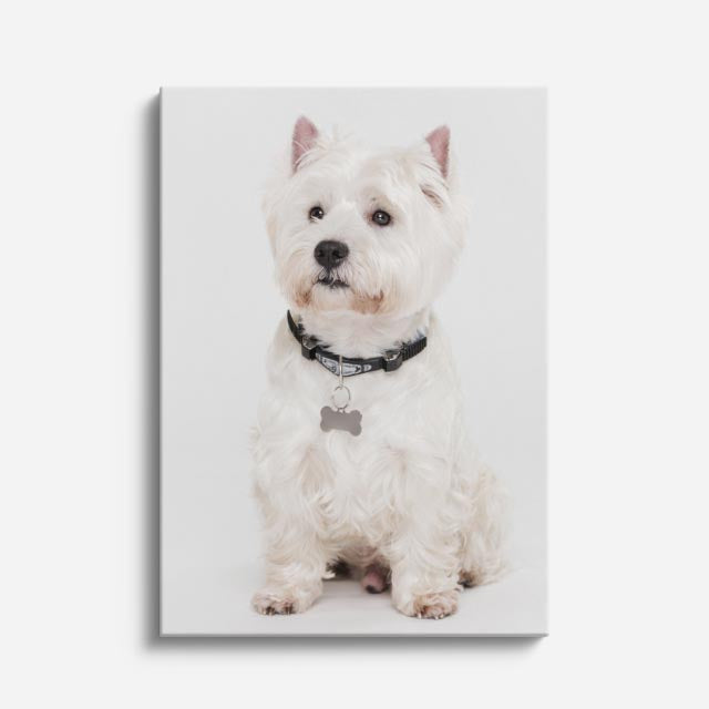 noble westie