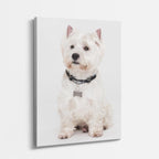noble westie