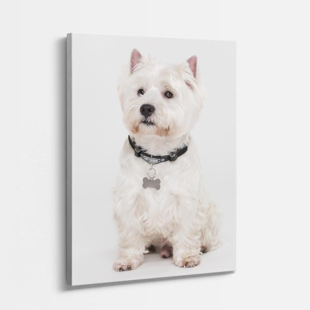 noble westie