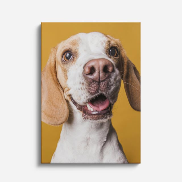 curioso beagle