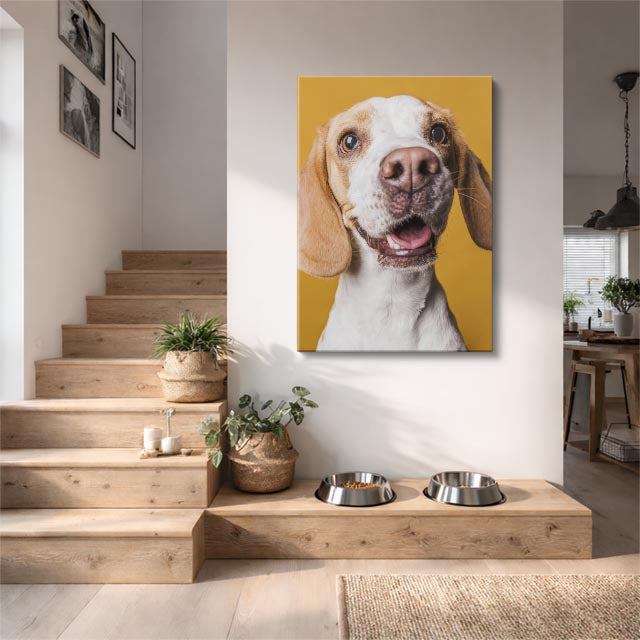 curioso beagle