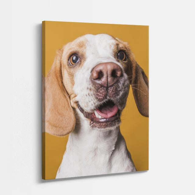 curioso beagle