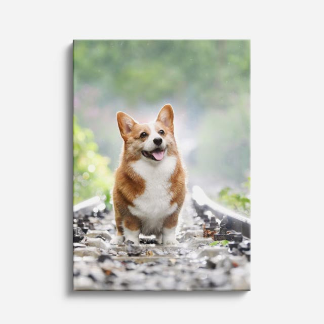 pequeno corgi