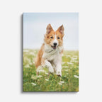 principe collie