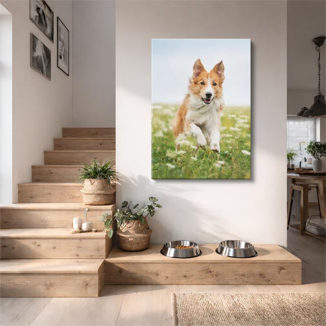 principe collie