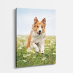 principe collie