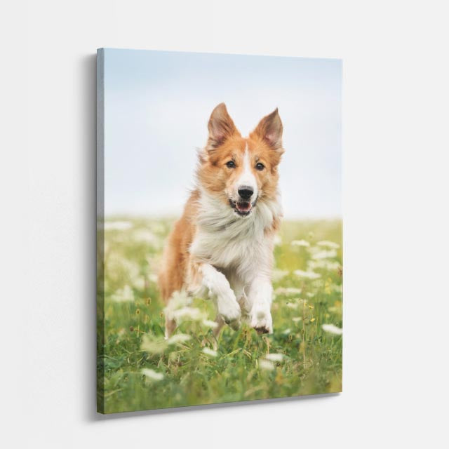 principe collie