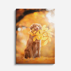mensajero dorado