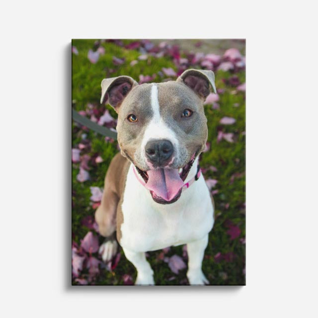 sonrisa pitbull