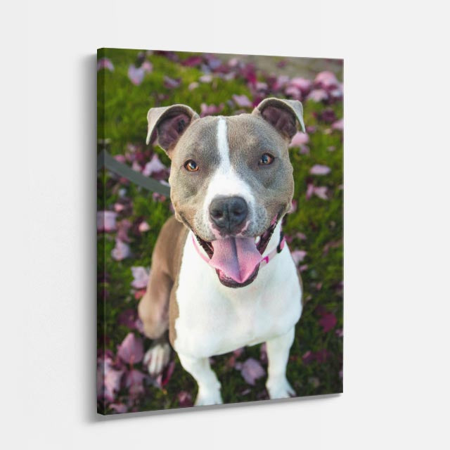 sonrisa pitbull
