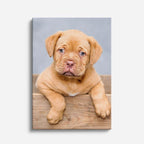 cachorro burdeos