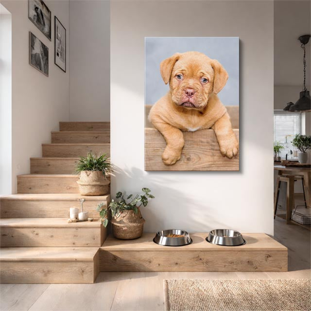 cachorro burdeos