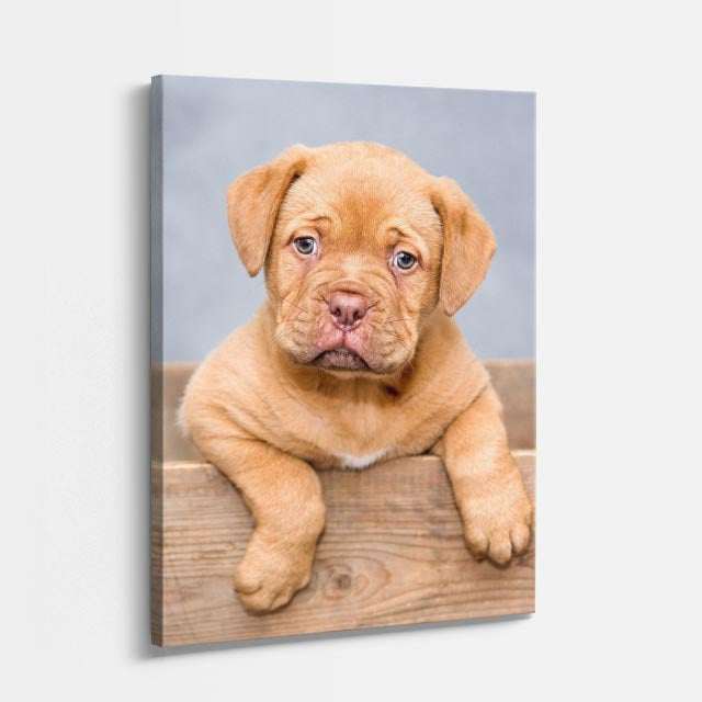 cachorro burdeos