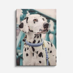 noble dalmata