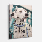 noble dalmata