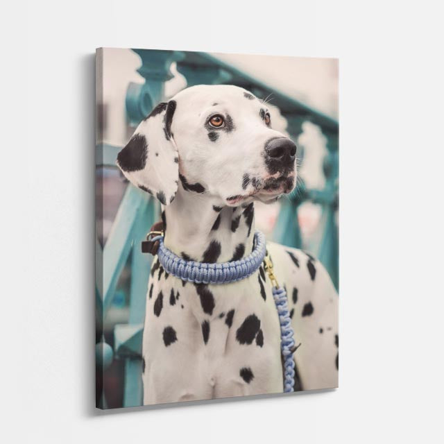 noble dalmata
