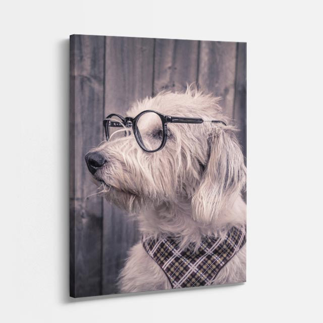 sabio terrier