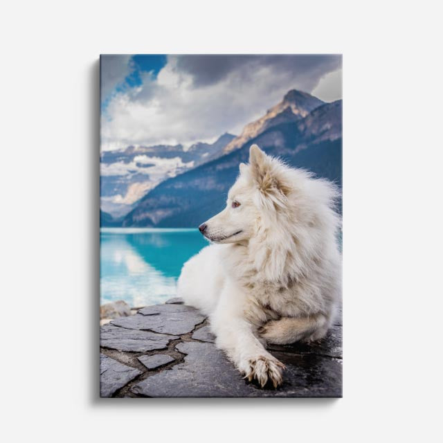 samoyedo del lago
