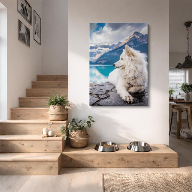 samoyedo del lago