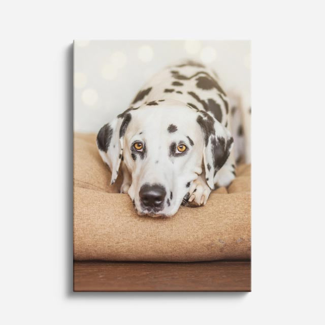 dalmata sereno