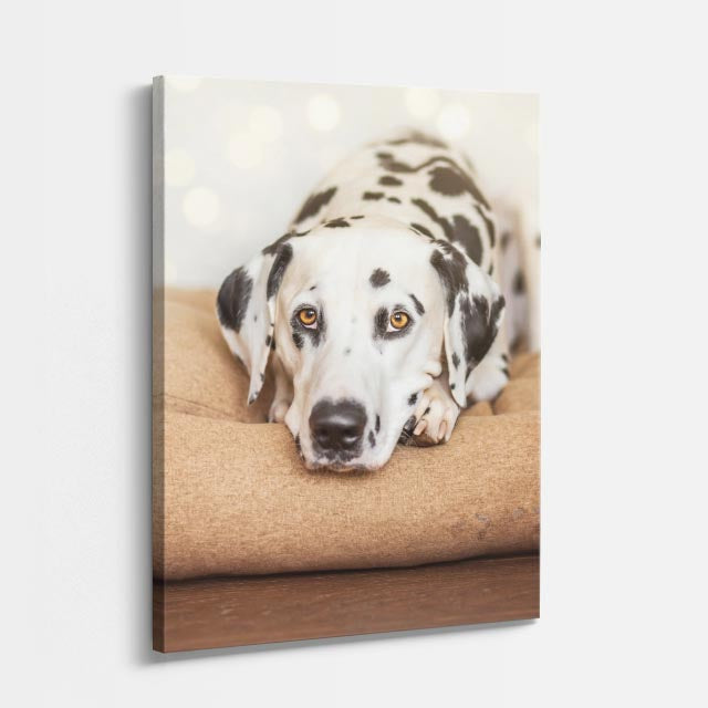 dalmata sereno