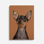 chihuahua urbano