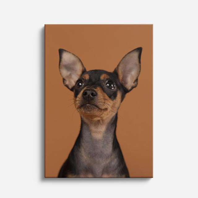 chihuahua urbano